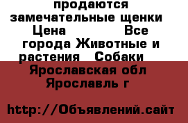 продаются замечательные щенки › Цена ­ 10 000 - Все города Животные и растения » Собаки   . Ярославская обл.,Ярославль г.